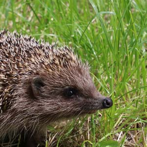 The Hedgehog&rsquo;s Dilemma: A Metaphor About the Challenges of Human Intimacy